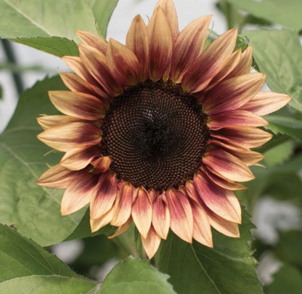 Tohum Dünyam 10 Adet ProCut Plum Sunflower Tohumu - 4