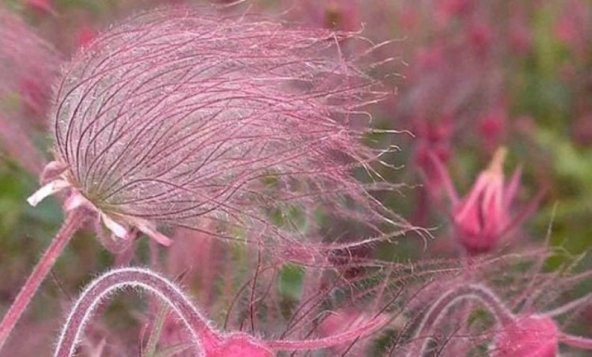 Tohum Dünyam 10 Adet Prairie Smoke, Geum Triflorum Tohumu - Resim 4