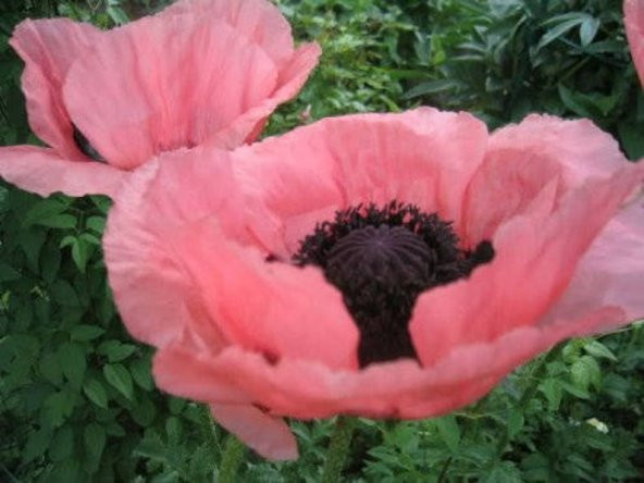Tohum Dünyam 5 Adet Princess Victoria Louise ORIENTAL POPPY Tohumu - 5