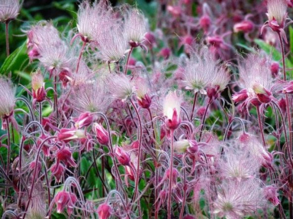 Tohum Dünyam 10 Adet Prairie Smoke, Geum Triflorum Tohumu - Resim 6
