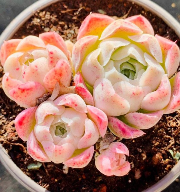 Tohum Dünyam 10 Adet Echeveria hyaliana X Alba Succulent Tohumu - 3