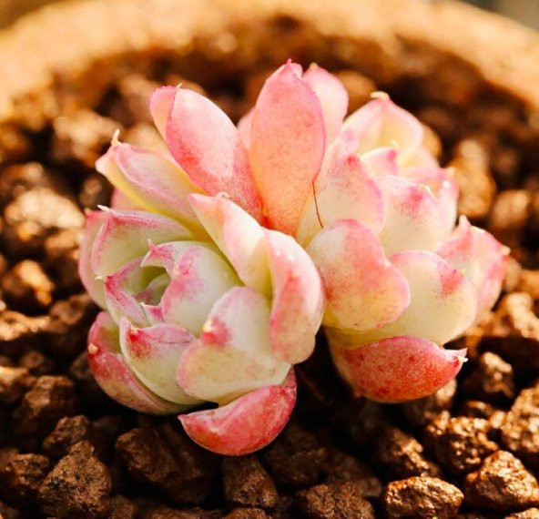 Tohum Dünyam 10 Adet Echeveria hyaliana X Alba Succulent Tohumu - 5