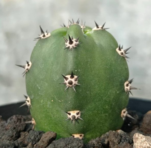 Tohum Dünyam 10 Adet Harrisia Jusbertii Kaktüs Tohumu