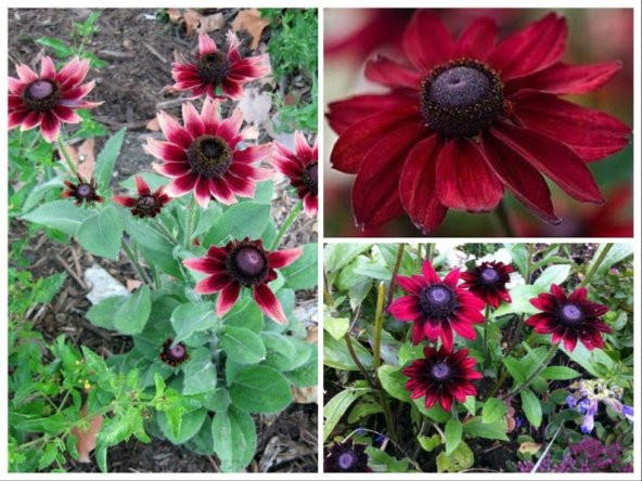 Tohum Dünyam 10 Adet Red Black Eyed Susan Tohumu