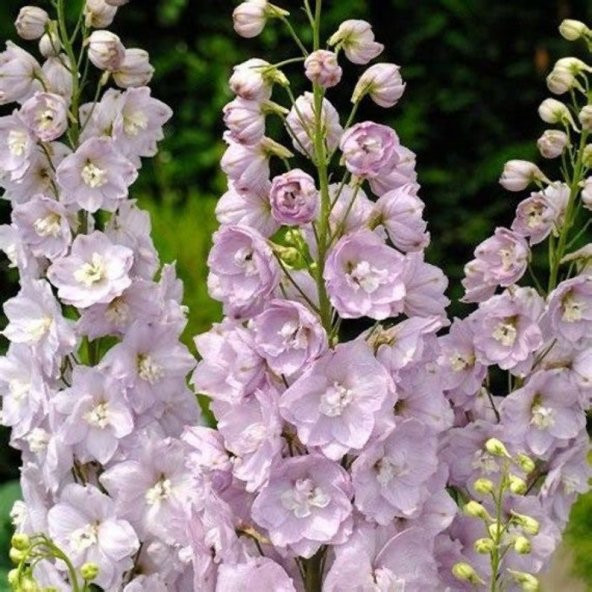 Tohum Dünyam 10 Adet Giant Blooms Delphinium Soft Pink Tohumu