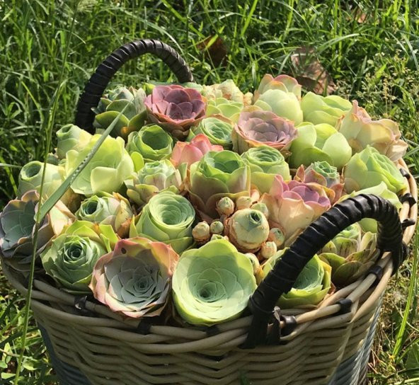 Tohum Dünyam 10 Adet Greenovia Dodrentalis Succulent Tohumu ürün görseli 1