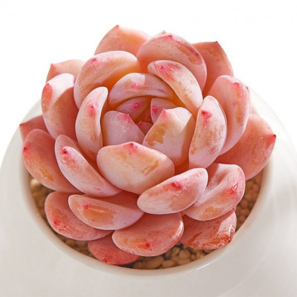 Tohum Dünyam 10 Adet Echeveria Orange Monroe Succulent Tohumu ürün görseli 1