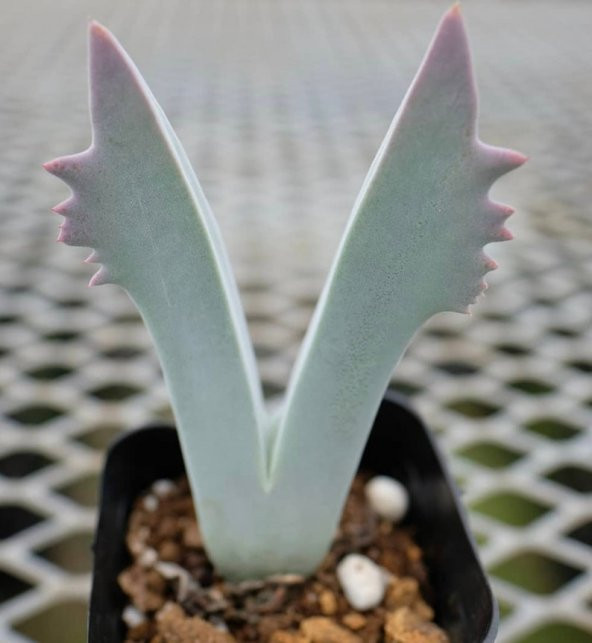 Tohum Dünyam 10 Adet Cheiridopsis Species Mix Succulent Tohumu - 1