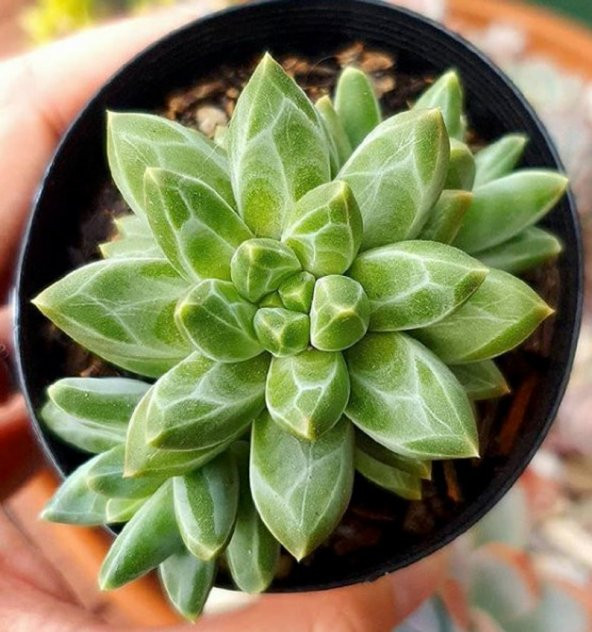 Tohum Dünyam 10 Adet Pachyphytum Compactum Succulent Tohumu