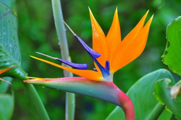 Tohum Dünyam 5 Adet Bird of Paradise,Strelitzia Reginae Tohumu - 2