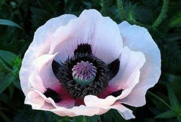 Tohum Dünyam 10 Adet Royal Wedding Poppy Tohumu ürün görseli