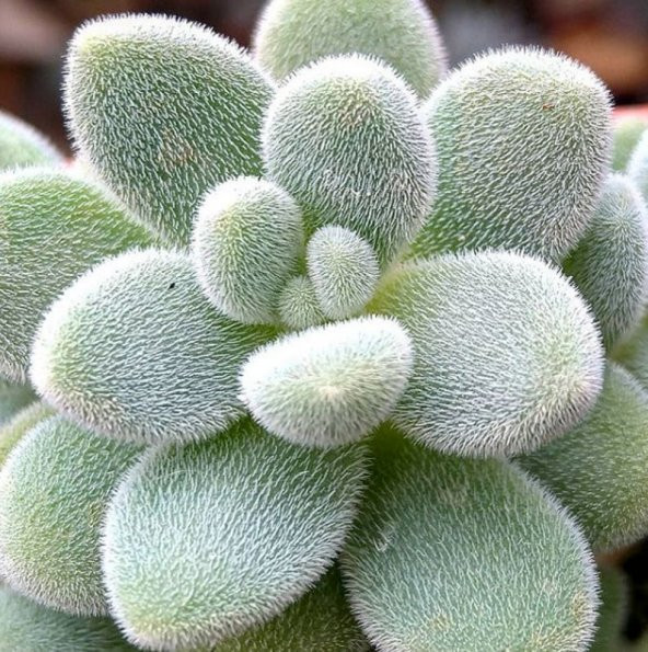 Tohum Dünyam 10 Adet Sedum Mocinianum Succulent Tohumu