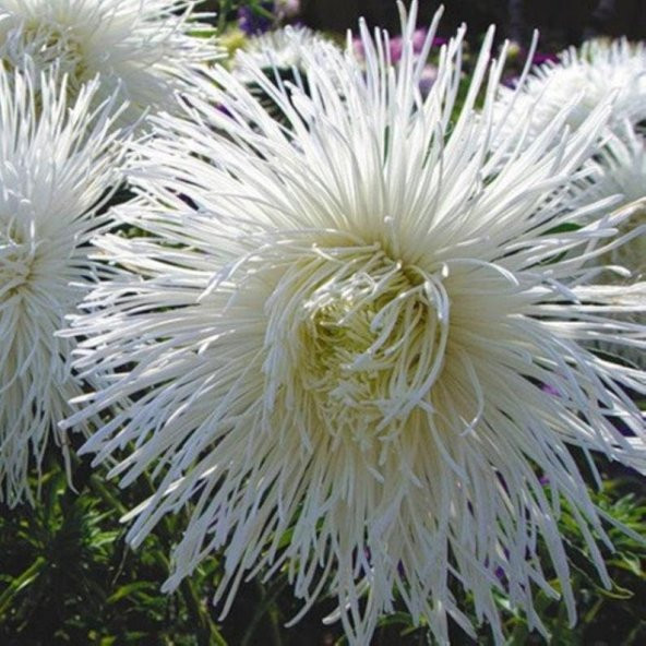 Tohum Dünyam 10 Adet Natural Needle Aster Isolda Heirloom Tohumu - 1