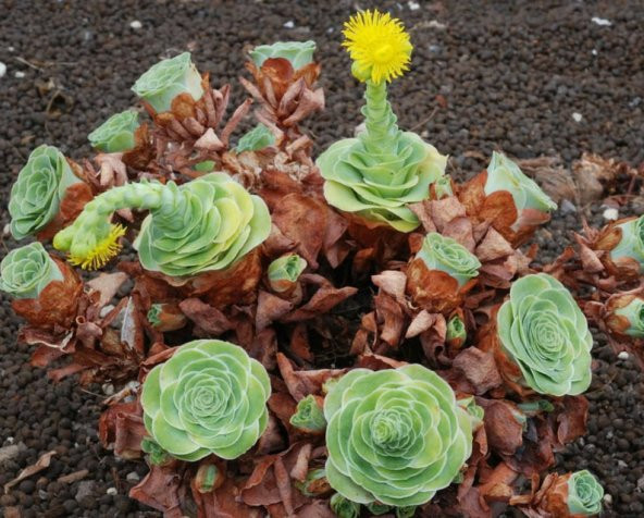 Tohum Dünyam 10 Adet Greenovia Dodrentalis Succulent Tohumu - Resim 2