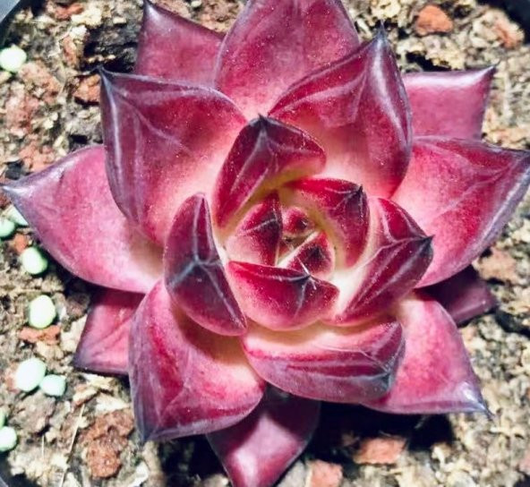 Tohum Dünyam 10 Adet Echeveria Rubin Succulent Tohumu - 2