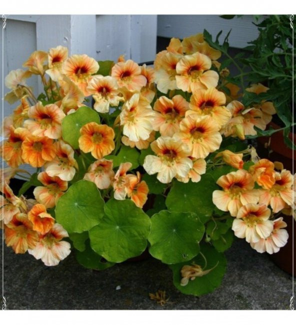 Tohum Dünyam 5 Adet Tropaeolum Peach Melba Nasturtium Tohumu