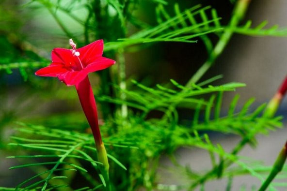 Tohum Dünyam 5 Adet Quamoclit Red Flower Climbing Tohumu - 2