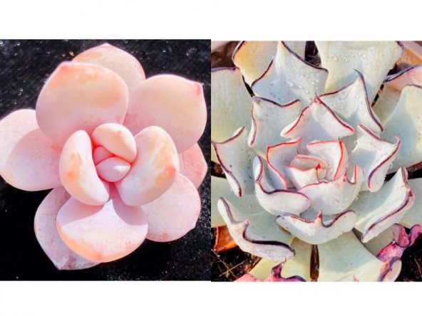 Tohum Dünyam 10 Adet Echeveria Laui Succulent Tohumu