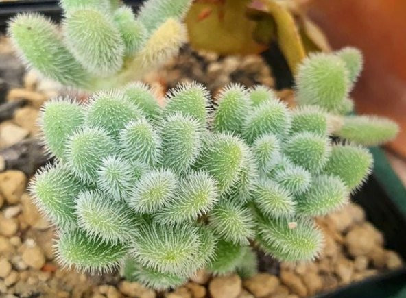 Tohum Dünyam 10 Adet Sedum Mocinianum Succulent Tohumu - 2
