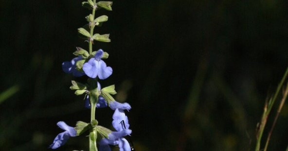 Tohum Dünyam 10 Adet Blue Sage, Salvia Azurea Tohumu