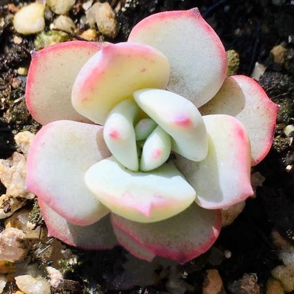 Tohum Dünyam 10 Adet Echeveria Laui Succulent Tohumu - 2