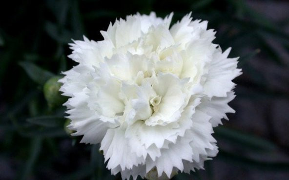 Tohum Dünyam 10 Adet Dianthus Garden Grenadines Tohumu - Resim 2