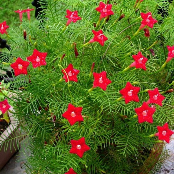Tohum Dünyam 5 Adet Quamoclit Red Flower Climbing Tohumu - 6