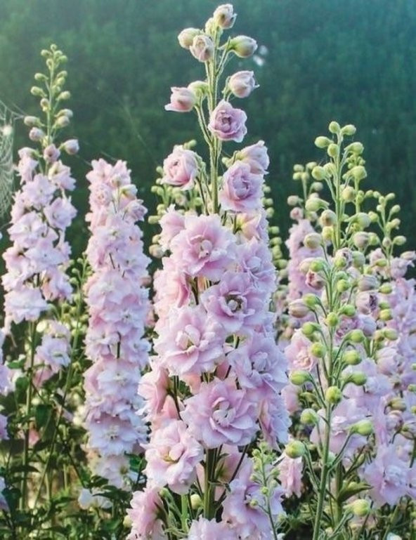 Tohum Dünyam 10 Adet Giant Blooms Delphinium Soft Pink Tohumu - 2