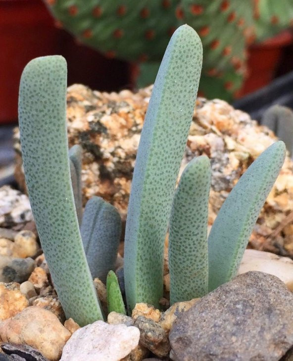 Tohum Dünyam 10 Adet Cheiridopsis Species Mix Succulent Tohumu - 2