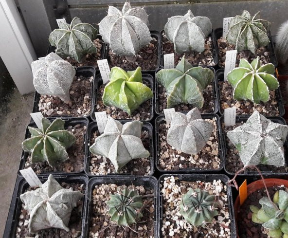 Tohum Dünyam 10 Adet Mix Astrophytum Kaktüs Tohumu - Resim 2