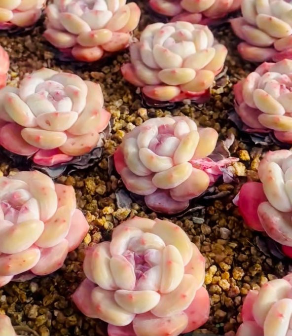 Tohum Dünyam 10 Adet Echeveria Orange Monroe Succulent Tohumu - Resim 3