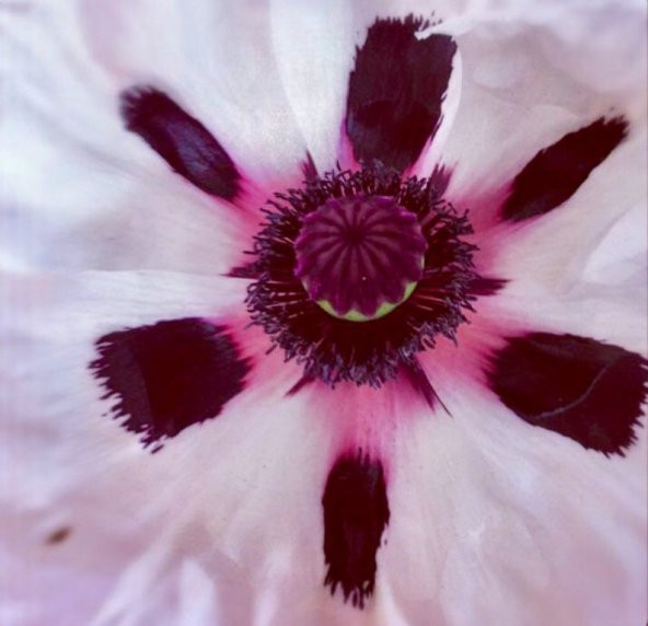 Tohum Dünyam 10 Adet Royal Wedding Poppy Tohumu - Resim 2