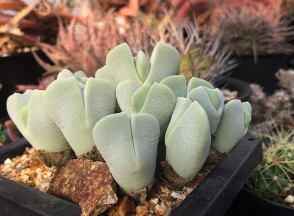 Tohum Dünyam 10 Adet Cheiridopsis Species Mix Succulent Tohumu - 3
