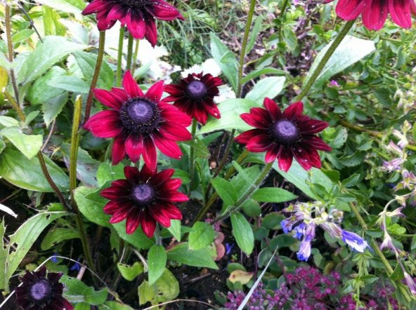 Tohum Dünyam 10 Adet Red Black Eyed Susan Tohumu - 4