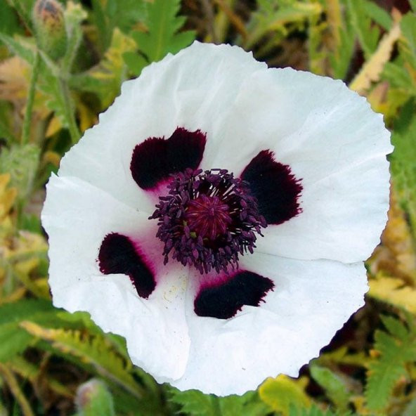 Tohum Dünyam 10 Adet Royal Wedding Poppy Tohumu - Resim 3