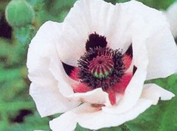 Tohum Dünyam 10 Adet Royal Wedding Poppy Tohumu - Resim 4