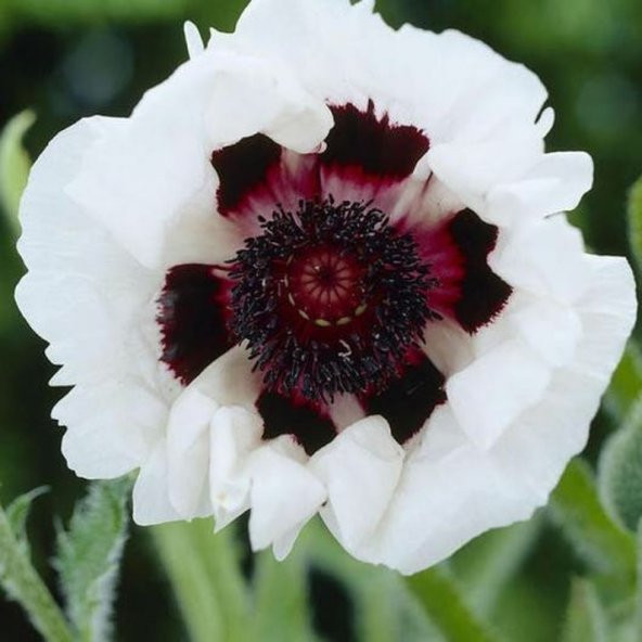 Tohum Dünyam 10 Adet Royal Wedding Poppy Tohumu - Resim 5