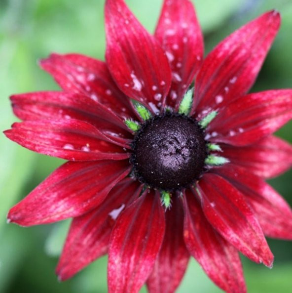 Tohum Dünyam 10 Adet Red Black Eyed Susan Tohumu - 6