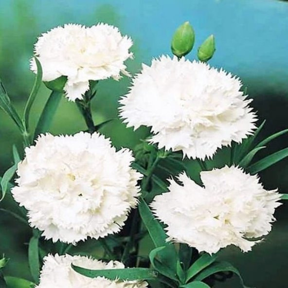 Tohum Dünyam 10 Adet Dianthus Garden Grenadines Tohumu ürün görseli 1
