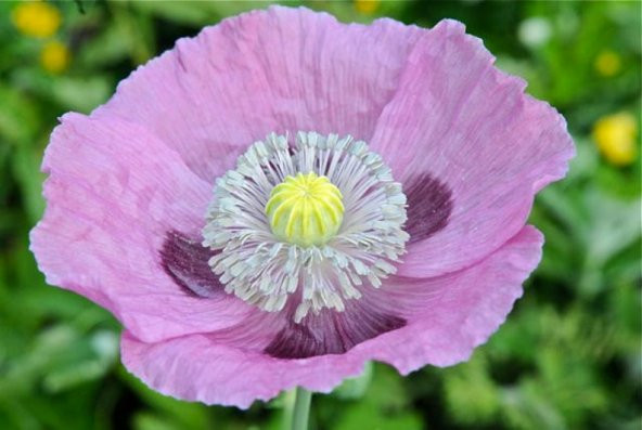 Tohum Dünyam 5 Adet Poppy Papaver somniferum Wildflower Tohumu