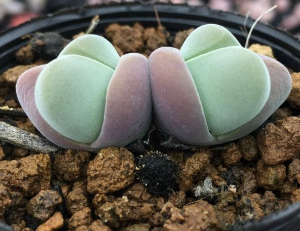 Tohum Dünyam 10 Adet Gibbaeum Species Mix Mesemb Succulent Tohumu