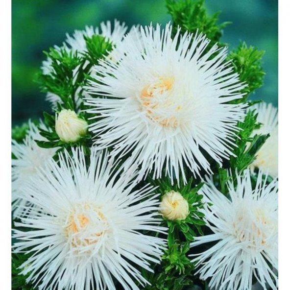 Tohum Dünyam 10 Adet Natural Needle Aster Isolda Heirloom Tohumu - 4
