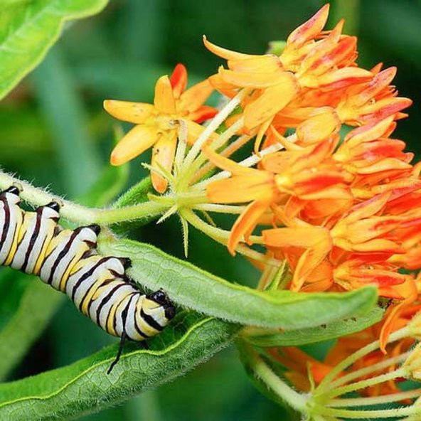 Tohum Dünyam 10 Adet Orange Butterly Milkweed Tohumu