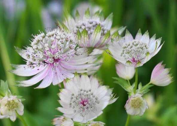 Tohum Dünyam 5 Adet Astrantia Major Tohumu