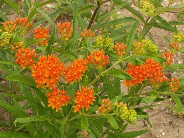 Tohum Dünyam 10 Adet Butterfly Weed Tohumu