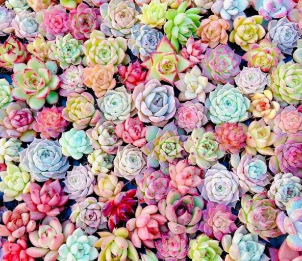 Tohum Dünyam 10 Adet MIX Echeveria Succulent Tohumu