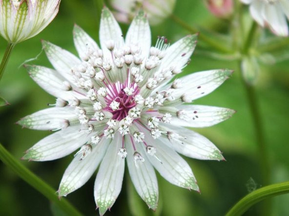 Tohum Dünyam 5 Adet Astrantia Major Tohumu - 2