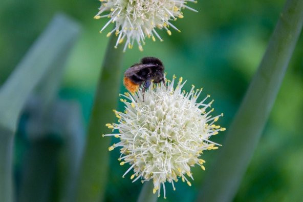 Tohum Dünyam 10 Adet Buttonbush Tohumu - 2