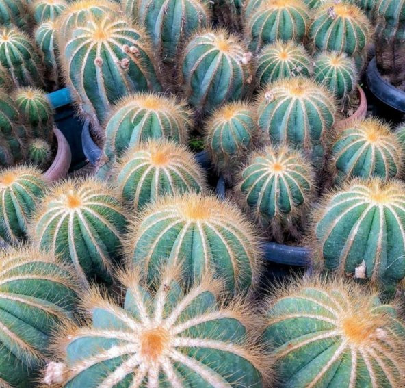 Tohum Dünyam 10 Adet Parodia Cactus Succulent Mix Tohumu