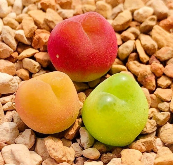 Tohum Dünyam 10 Adet MIX Conophytum maughanii Succulent Tohumu